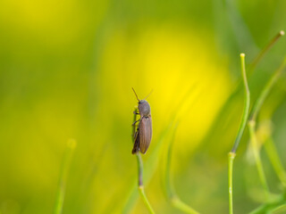 A Lined Click Beetle (Agriotes Lineatus)