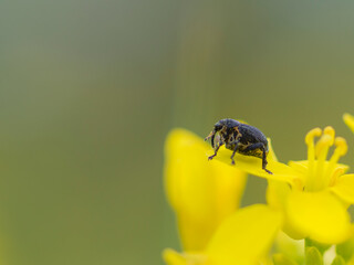 A Acorn Weevil (Curculio Glandium) sitting on Rapeseed (Brassica Napus) © Robrecht