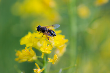 A Hoverfly (Syrphidae)on Rapeseed (Brassica Napus)