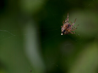 A little spider hanging outside