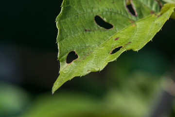 Leaf showing insect bites damaging the plant