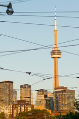 Downtown Toronto Sunlight Skyline View Buildings 