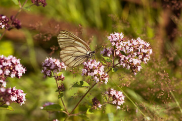 Wild violet flowers and butterfly in a meadow in nature