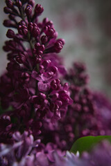 A bouquet of lilacs. Close up. Beautiful violet flowers. Greeting card. Spring flowers.