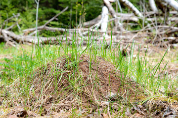 Naklejka na ściany i meble An ant hill in the woods. The hill has grass growing from it. Forest in the background. Closeup view but not close enough to see ants.