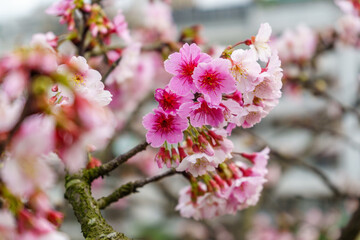 Beautiful cherry blossom on white sky background.
