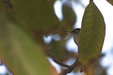 picaflor o hummingbird verde en rama de arbol