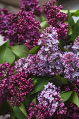 A bouquet of lilacs. Close up. Beautiful violet flowers. Greeting card. Spring flowers.