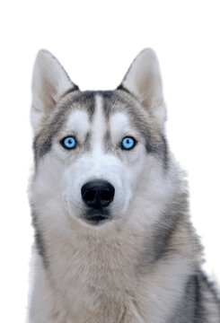 dog siberian hasky on winter background isolate