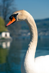 Schwan Portrait