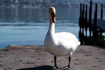 Schwan Portrait