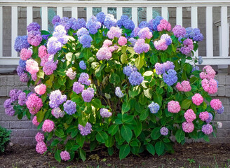 Pink and blue hydranea florets with white porch railing in beackground. 