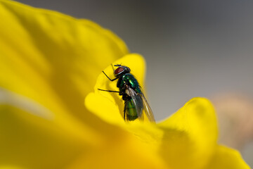 fliegen auf gelb