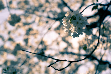 kirschblüten romance