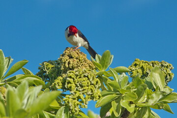 bird on a branch