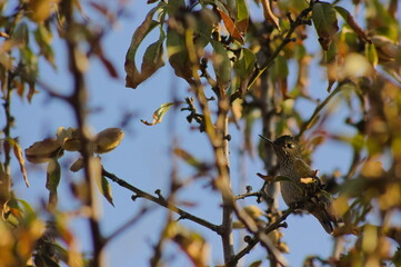 picaflor en arbol otoñal