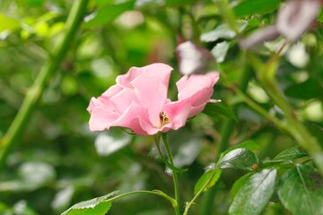pink rose in the garden