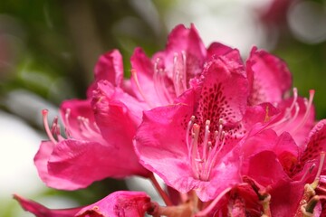 Fototapeta na wymiar pink rose flower