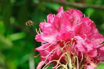 bee on pink flower