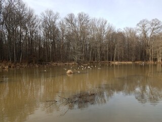 Fototapeta na wymiar geese and birds on water in wetland area