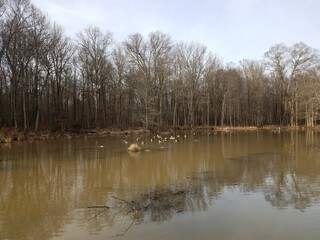 geese and birds on water in wetland area