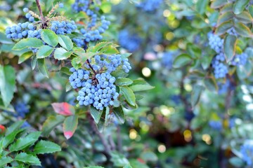 Uva de Oregón ,mahonia aquifolium, con bayas azules en verano