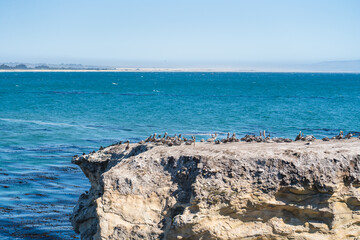 Cliffs and colony of brown pelicans. Beautiful blue water of Pacific Ocean on background, Shell Beach, California Coastline