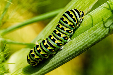 green caterpillar on a leaf