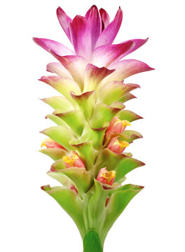 Turmeric flower isolated on white background