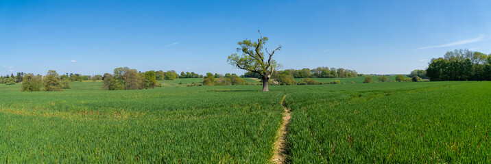 Panoramic view over fields with short crop to foreground and tree and blue sky to background