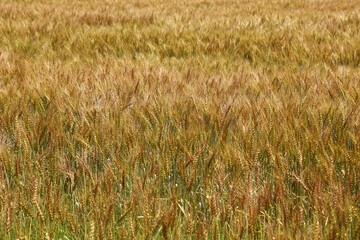 小麦の麦畑