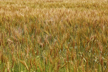 小麦の麦畑