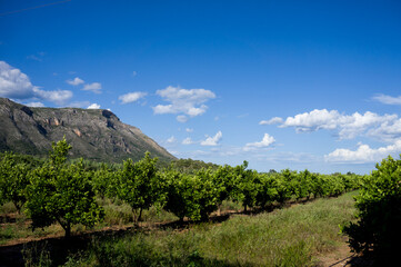 orange field with mountain background