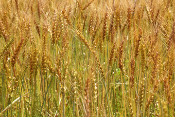 小麦の麦畑