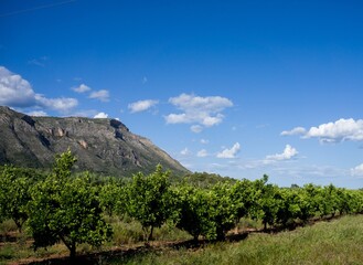 orange field with mountain background