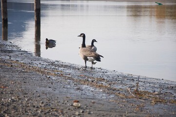 canada geese on the beach