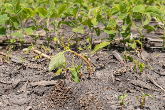 Waterhemp weed wilted and dying after herbicide treatment in soybean farm field. Concept of weed control, management and herbicide resistant weeds