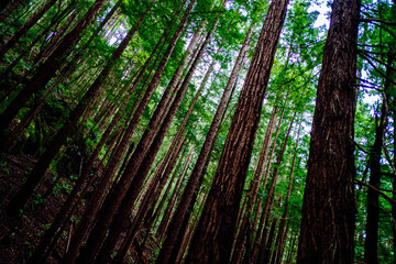 Fototapeta na wymiar Redwood Forest