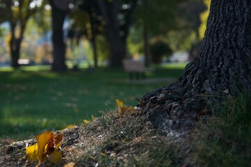 autumn leaves in the forest