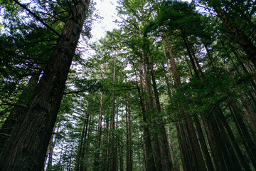 Redwood Forest