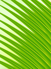 Coconut leaf vector