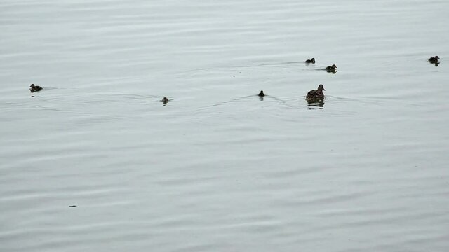 WS Duck family swimming in water / Lindau, Bavaria, Germany