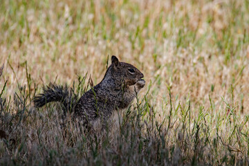 California ground squirrel