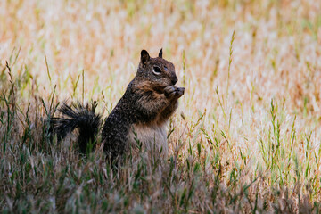 California ground squirrel