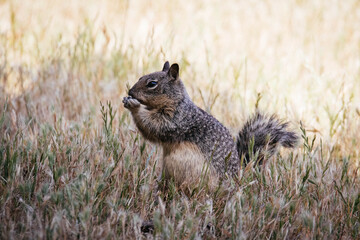 California ground squirrel