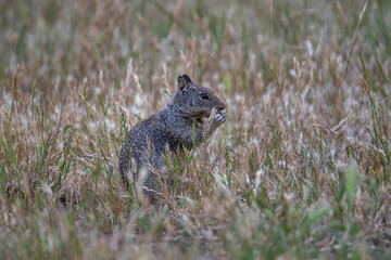 California ground squirrel