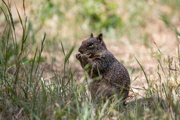 California ground squirrel