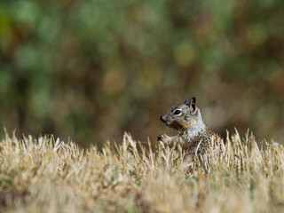 California ground squirrel