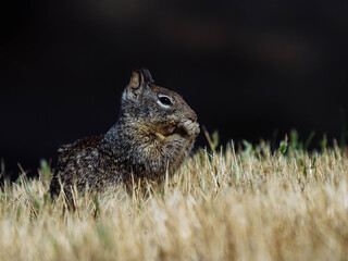 California ground squirrel