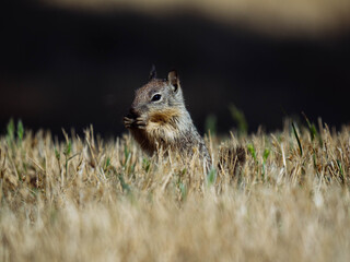 California ground squirrel